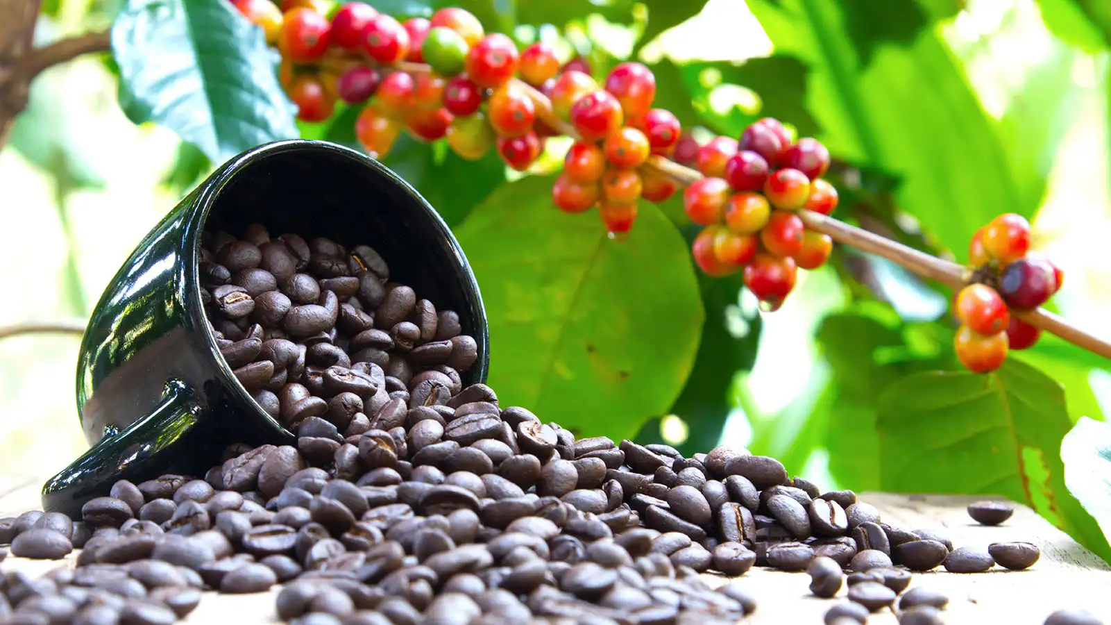 Tea, Coffee Exports Record Decline in Latest KNBS Report: Implications for Kenya’s Economy