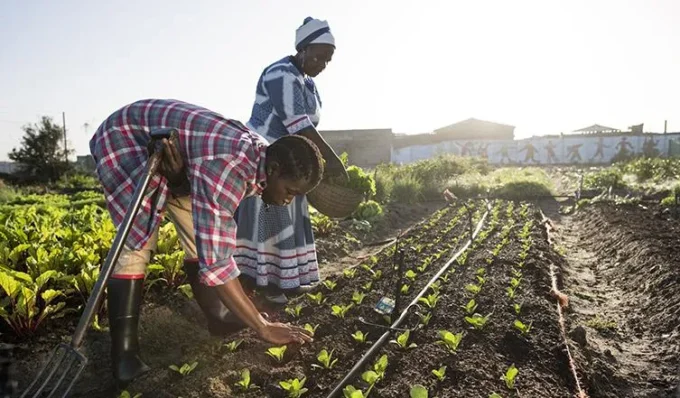 Agricultural Value Chains Drive East Africa’s Economic Growth: Empowering MSMEs, Women, and Youth through Digital Transformation