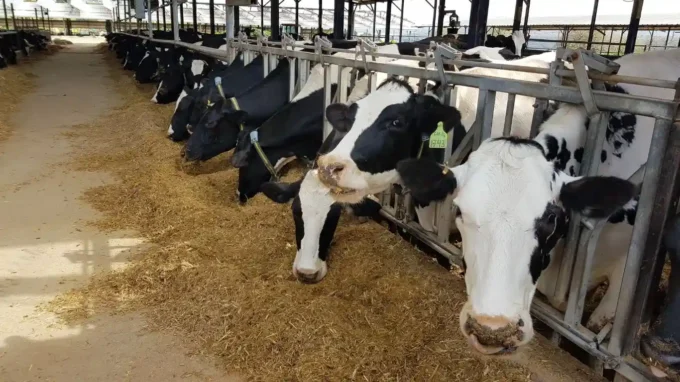 Kenya Eyes $69.5 Million of Dairy Product Exports in 2025