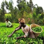 Kapchorua Tea Kenya Plc hits all-time high of KSh 332 on NSE