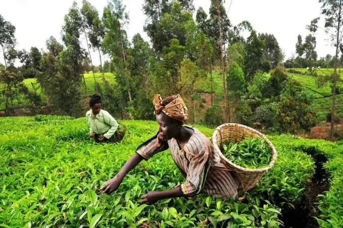 Kapchorua Tea Kenya Plc hits all-time high of KSh 332 on NSE