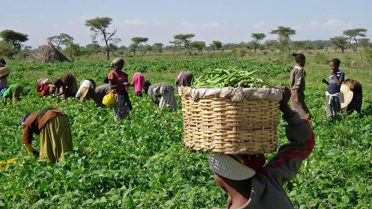 Nigeria Secures Historic $1 Billion Agricultural Transformation Fund to Revolutionize Smallholder Farming and Food Security