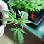 South Africa Activates Modernized Plant Improvement Act to Strengthen Agricultural Standards and Hemp Industry