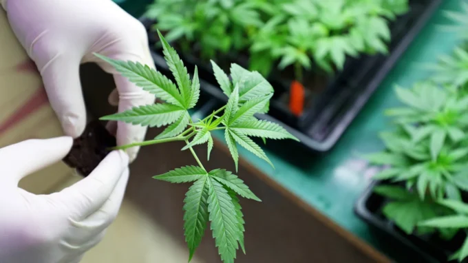 South Africa Activates Modernized Plant Improvement Act to Strengthen Agricultural Standards and Hemp Industry