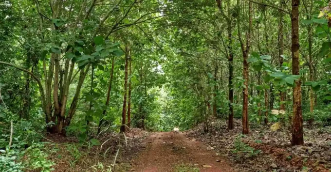 Trafigura-Backed Woodland Restoration Initiative Targets $1 Billion Investment Across Four African Nations