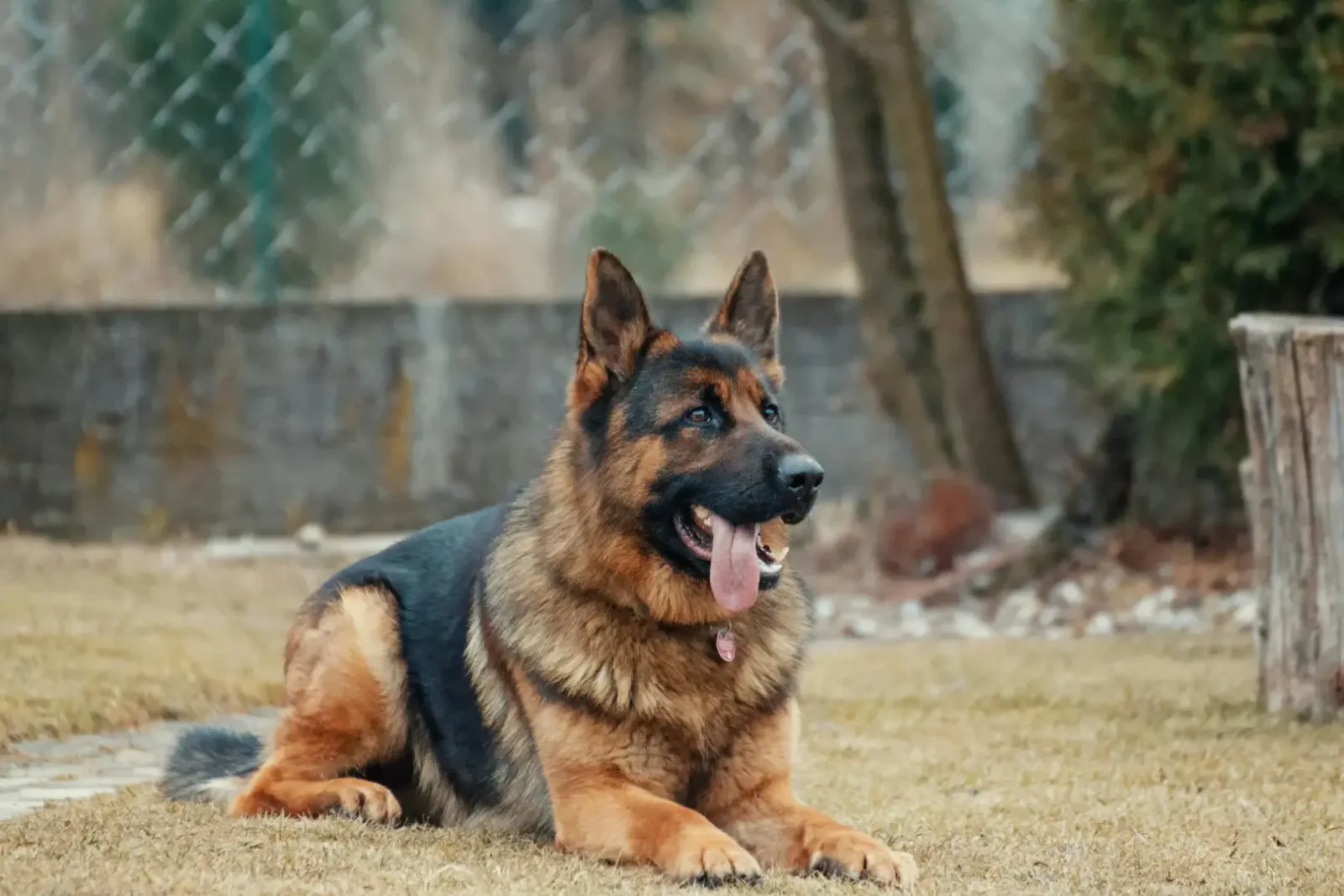 Zurich Launches New Pet Insurance Product in Australia as Market Demand Grows