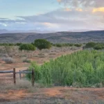 91 million dollar deal scales Africa’s largest nature based carbon project