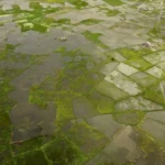Africa faces economic losses of up to $20 billion from a potential Super El Niño, threatening agriculture, food security, water resources, infrastructure, and regional economic growth