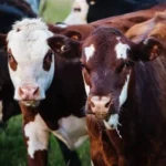 CRDB Insurance launches digital livestock insurance cover to protect farmers against losses and improve access to agricultural insurance