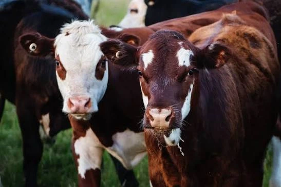 CRDB Insurance launches digital livestock insurance cover to protect farmers against losses and improve access to agricultural insurance