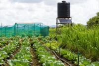 Kenya launches a $263.8 million climate resilience programme to help farmers adapt to climate change, improve food security, and strengthen agricultural productivity.