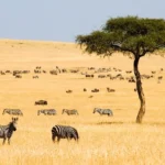 The Kenya Tourism Federation defends Kenya’s travel reputation by highlighting the country’s tourism safety, visitor confidence, destination appeal, and resilience of the tourism industry
