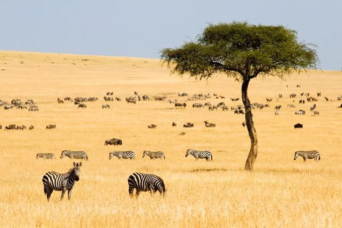 The Kenya Tourism Federation defends Kenya’s travel reputation by highlighting the country’s tourism safety, visitor confidence, destination appeal, and resilience of the tourism industry