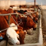 Chicago livestock futures decline as weakness in the U.S. stock market weighs on investor sentiment across agricultural commodity markets