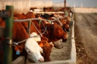 Chicago livestock futures decline as weakness in the U.S. stock market weighs on investor sentiment across agricultural commodity markets