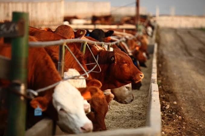 Chicago livestock futures decline as weakness in the U.S. stock market weighs on investor sentiment across agricultural commodity markets