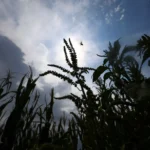 Global food prices reach a three-year high in July as rising commodity costs increase pressure on consumers, food markets, inflation, and household budgets worldwide