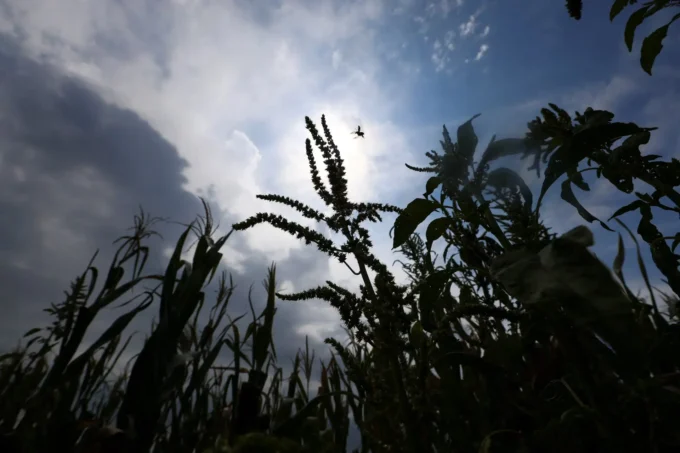 Global food prices reach a three-year high in July as rising commodity costs increase pressure on consumers, food markets, inflation, and household budgets worldwide