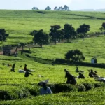 Kenya’s agriculture GDP reaches Sh4.07 trillion as county governments increase investment in farming, food production, agribusiness, and rural economic development