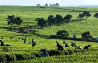 Kenya’s agriculture GDP reaches Sh4.07 trillion as county governments increase investment in farming, food production, agribusiness, and rural economic development