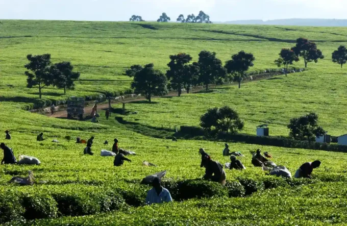 Kenya’s agriculture GDP reaches Sh4.07 trillion as county governments increase investment in farming, food production, agribusiness, and rural economic development