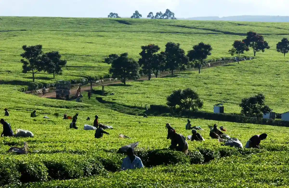 Kenya’s agriculture GDP reaches Sh4.07 trillion as county governments increase investment in farming, food production, agribusiness, and rural economic development