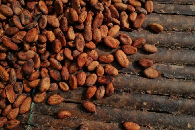 Ghana cocoa output faces a sharp drop due to adverse weather and disease, highlighting cocoa production, agricultural losses, farmer livelihoods, and global commodity supply