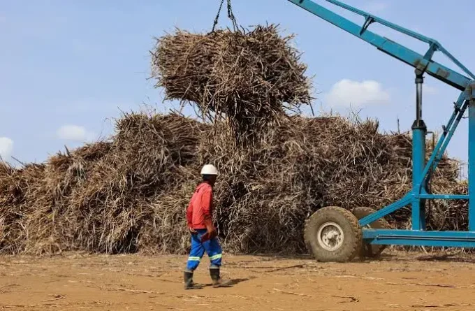 South Africa raises its sugar import protection to $785 a ton, affecting domestic sugar producers, import costs, agricultural policy, and the local sugar market